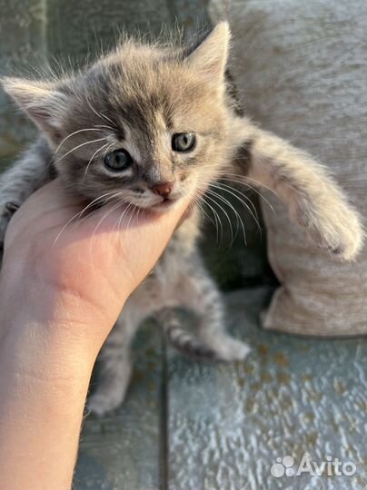 Домашние кошки