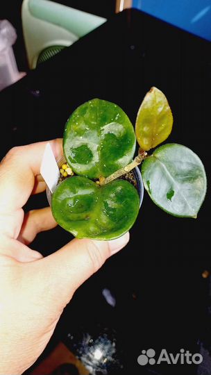 Хойи. GPS 7240, australis albo, Chelsea