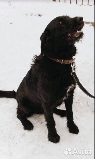 Барон ищет дом