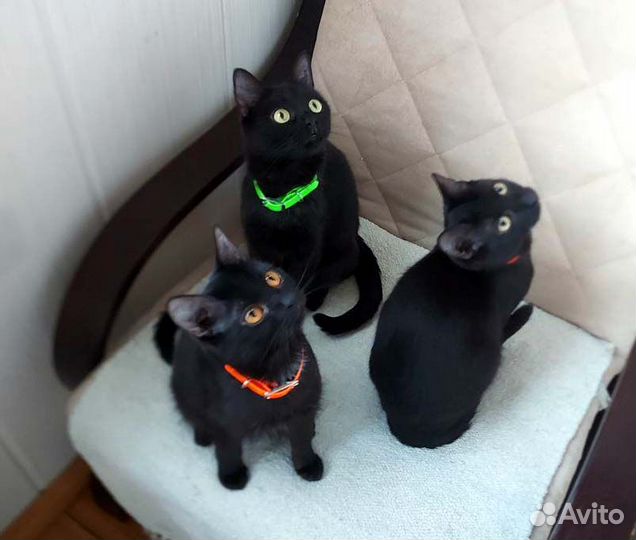 Мини-котики, девочки и мальчик, 7 мес, в дар