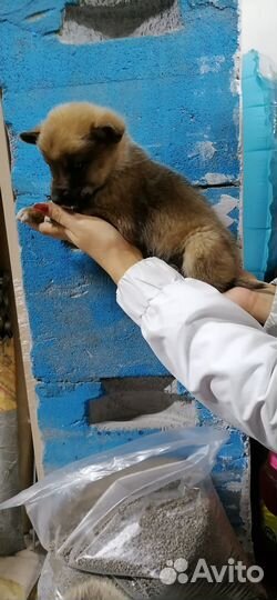 Собака щенок