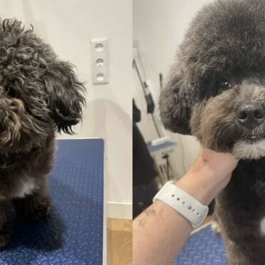 Набор грумера