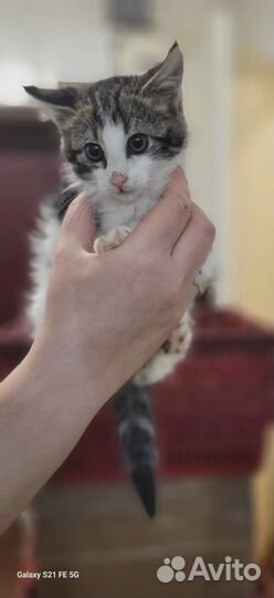 Котята ищут добрые ручки