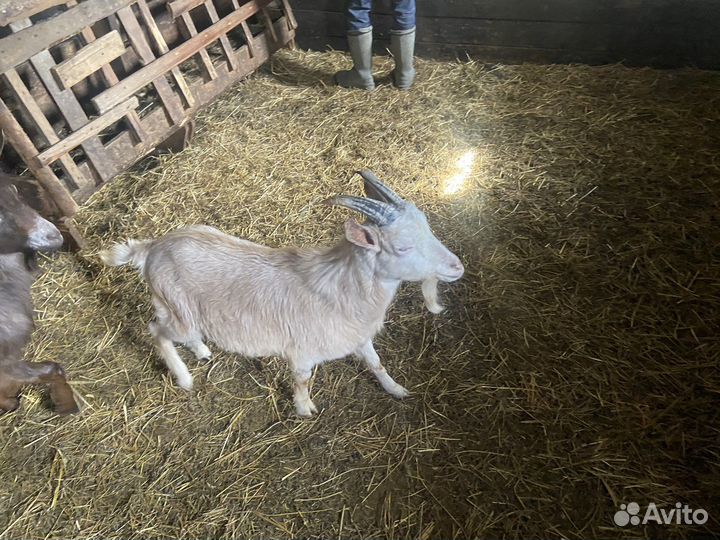 Коза, козёл, козлики Нубийские