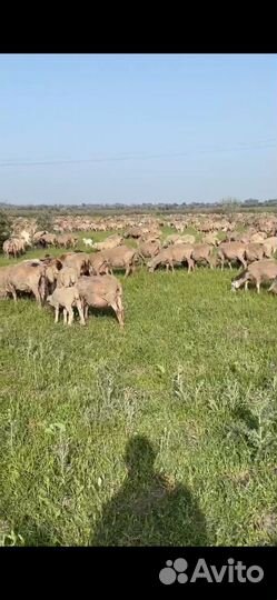 Овцы бараны ягнята