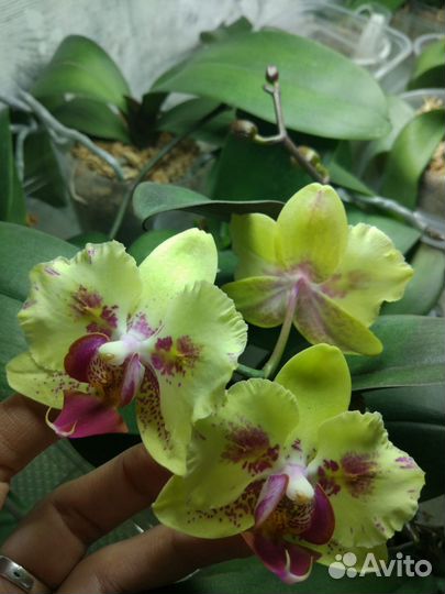Орхидея фаленопсис бабочка