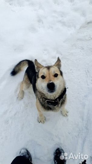 Щенки хаски бесплатно