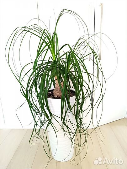 Нолина Бокарнея