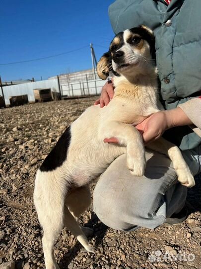 Зира, Мята, и Тимьян