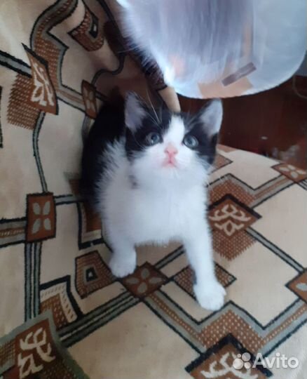 Котятки в добрые руки