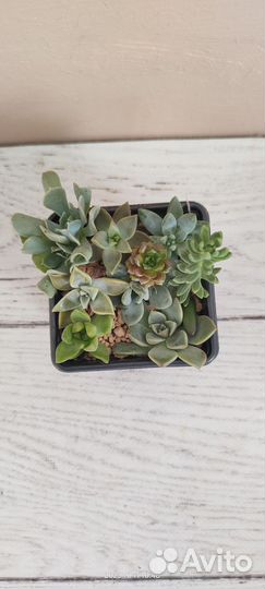 Садики из суккулентов