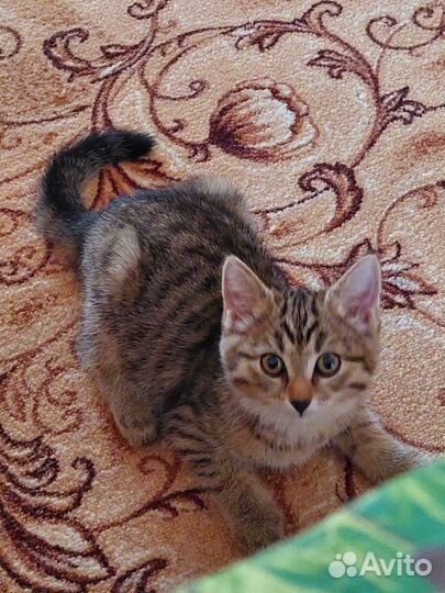 Европейская