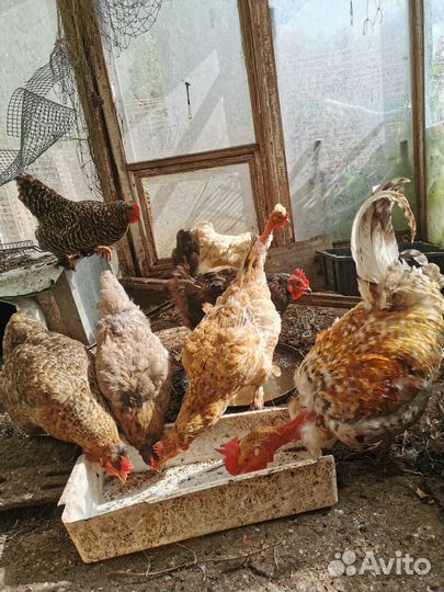 Куры семья продажа
