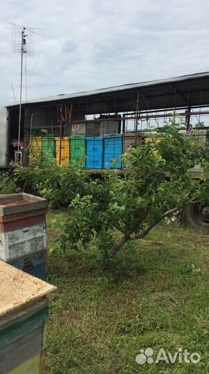 Ульи для пчел