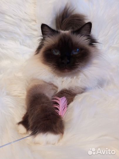 Священная бирма-девочка