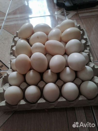 Яйца индоутки