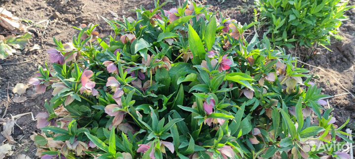 Морозник многолетник