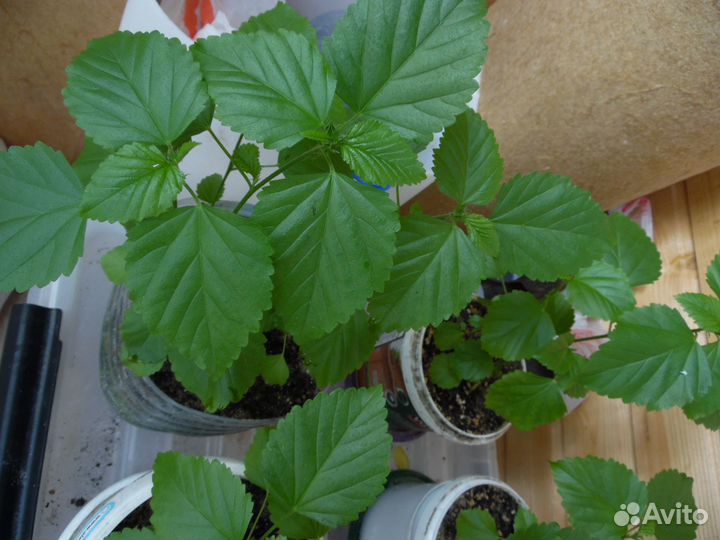 Turnera diffusa / Дамиана / семена