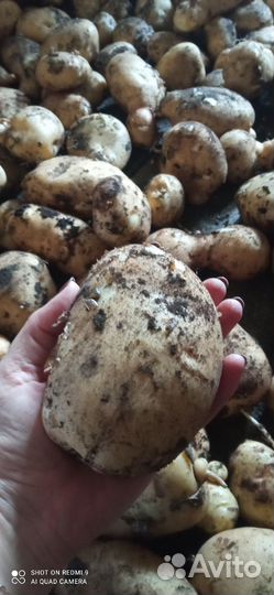 Продам картофель