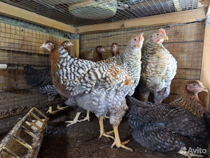 Куры цыплята