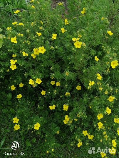 Лапчатка кустарниковая