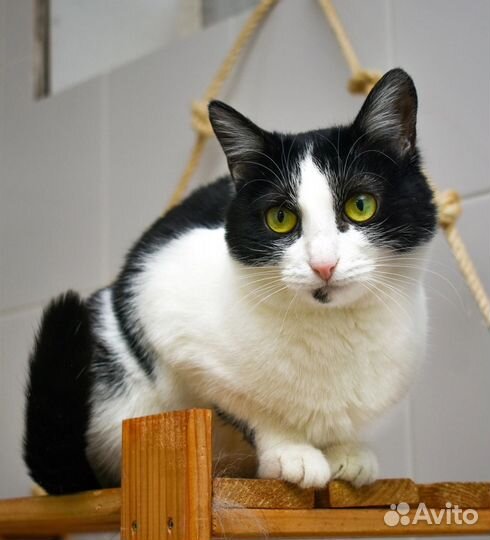 Кошечка Удача в добрые руки