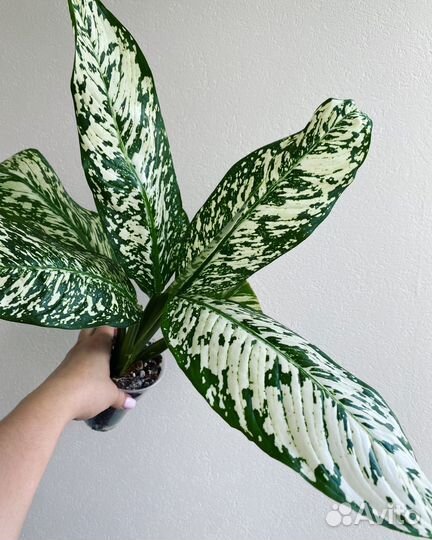 Аройдные, фикус шривериана