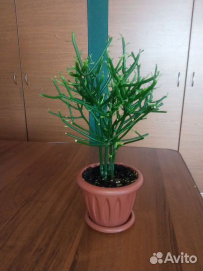 Эуфорбия тирукалли (Молочай) карандашное дерево