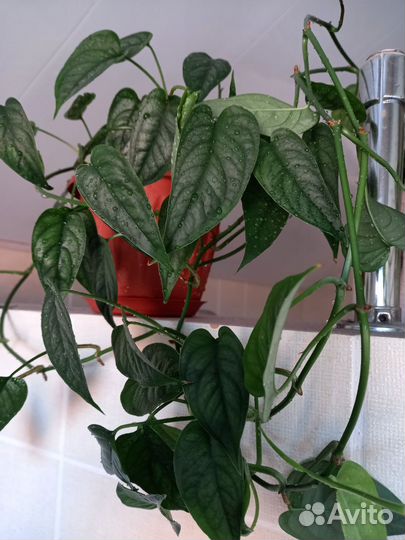 Монстера, Ахризон