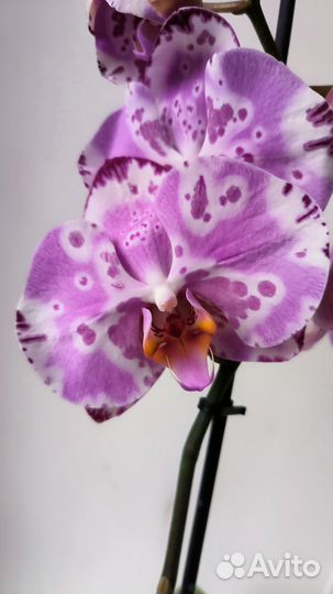 Орхидеи фаленопсис сортовые цветущие