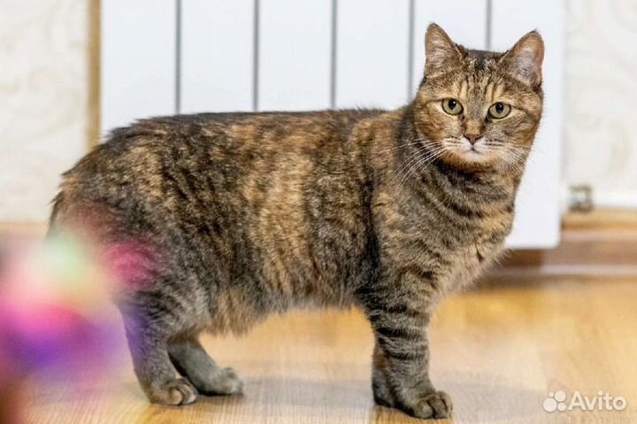 Кошки в добрые руки