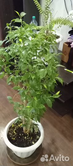 Фикус бенджамина