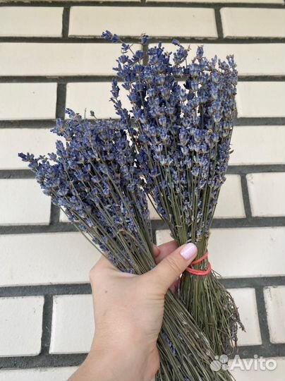Лаванда сухоцвет