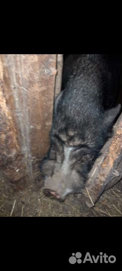 Вьетнамский вислобрюхий хряк на племя