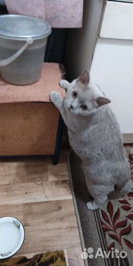 Отдаем в добрые руки