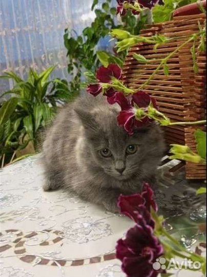 Британская длинношерстная кошка