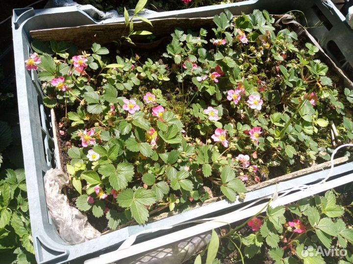 Саженцы Клубники Пинк Панда и др