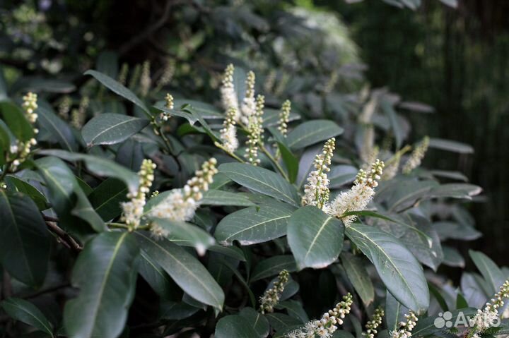 Лавровишня Лекарственная и Лузитанская, семена