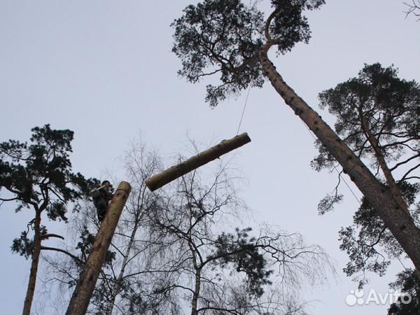 Спил деревьев