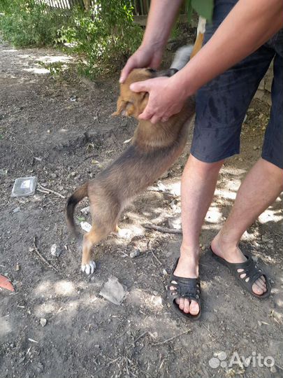 Собака в добрые руки щенок