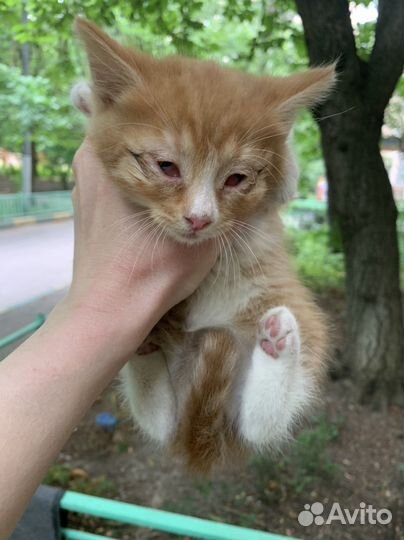 Крошечные котята в трансформаторной будке