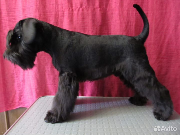 Стрижка и тримминг шнауцеров и терьеров