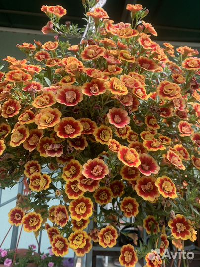 Ампельные цветы