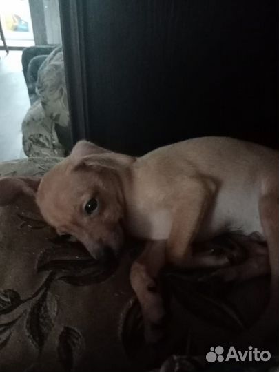 Мини той-терьер