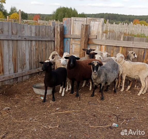 Продам овец на племя