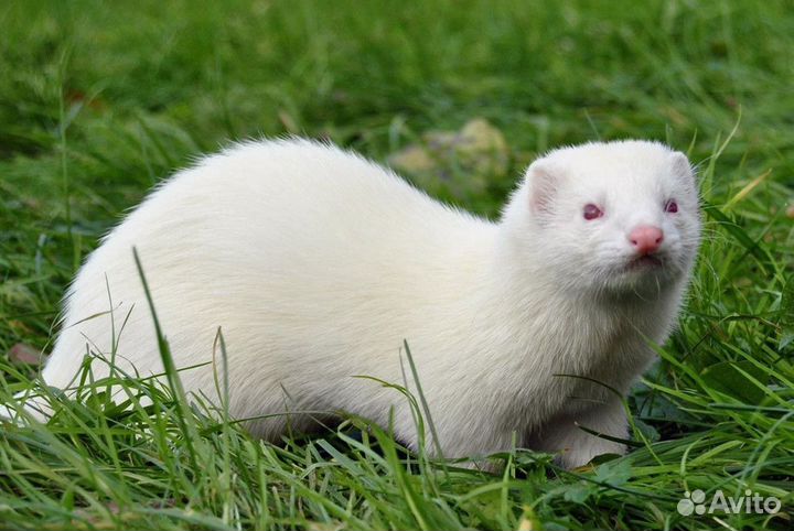 Хорек Белый