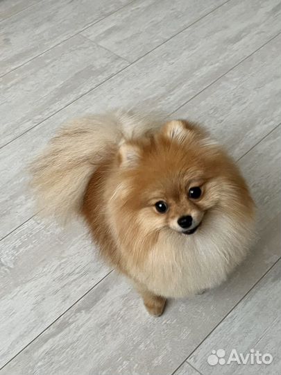 Померанский шпиц Вязка