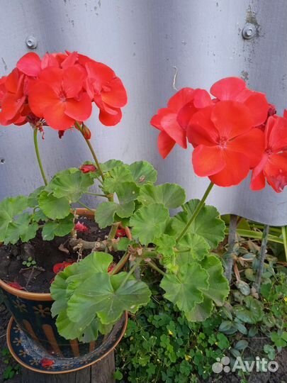 Пеларгония герань