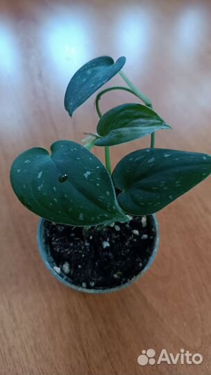 Набор эпипремнумов