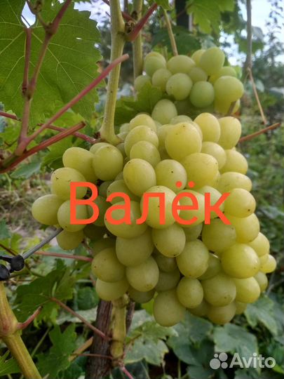 Саженцы винограда